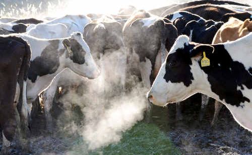 Four new diseases are a fatal cattle liver disease thought to be caused by an annual grass and a plant fungus, lameness caused by hairy heel warts, Haemorrhagic Bowel Syndrome and the growing issue of zinc toxicity. Four new diseases are a fatal cattle liver disease thought to be caused by an annual grass and a plant fungus, lameness caused by hairy heel warts, Haemorrhagic Bowel Syndrome and the growing issue of zinc toxicity.